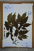  (Coryloideae - Ge02774)  @11 [ ] CreativeCommons  Attribution Non-Commercial Share-Alike  Unspecified Herbarium of South China Botanical Garden