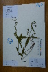  (Hedyotis caudatifolia - Ge02784)  @11 [ ] CreativeCommons  Attribution Non-Commercial Share-Alike  Unspecified Herbarium of South China Botanical Garden