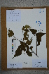  ( - Ge02787)  @11 [ ] CreativeCommons  Attribution Non-Commercial Share-Alike  Unspecified Herbarium of South China Botanical Garden