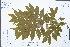  ( - Ge02959)  @11 [ ] CreativeCommons  Attribution Non-Commercial Share-Alike  Unspecified Herbarium of South China Botanical Garden