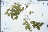  ( - Ge02972)  @11 [ ] CreativeCommons  Attribution Non-Commercial Share-Alike  Unspecified Herbarium of South China Botanical Garden