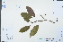  ( - Ge02977)  @11 [ ] CreativeCommons  Attribution Non-Commercial Share-Alike  Unspecified Herbarium of South China Botanical Garden