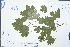  ( - Ge02982)  @11 [ ] CreativeCommons  Attribution Non-Commercial Share-Alike  Unspecified Herbarium of South China Botanical Garden
