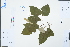  (Tilia oliveri - Ge02992)  @11 [ ] CreativeCommons  Attribution Non-Commercial Share-Alike  Unspecified Herbarium of South China Botanical Garden