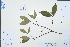  (Cornus capitata - Ge02995)  @11 [ ] CreativeCommons  Attribution Non-Commercial Share-Alike  Unspecified Herbarium of South China Botanical Garden