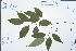  ( - Ge02999)  @11 [ ] CreativeCommons  Attribution Non-Commercial Share-Alike  Unspecified Herbarium of South China Botanical Garden