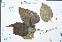  (Populus lasiocarpa - Ge03010)  @11 [ ] CreativeCommons  Attribution Non-Commercial Share-Alike  Unspecified Herbarium of South China Botanical Garden