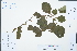  ( - Ge03022)  @11 [ ] CreativeCommons  Attribution Non-Commercial Share-Alike  Unspecified Herbarium of South China Botanical Garden