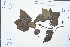  ( - Ge03030)  @11 [ ] CreativeCommons  Attribution Non-Commercial Share-Alike  Unspecified Herbarium of South China Botanical Garden