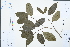  (Cornus hongkongensis - Ge03035)  @11 [ ] CreativeCommons  Attribution Non-Commercial Share-Alike  Unspecified Herbarium of South China Botanical Garden