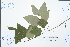  ( - Ge03037)  @11 [ ] CreativeCommons  Attribution Non-Commercial Share-Alike  Unspecified Herbarium of South China Botanical Garden