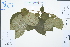  ( - Ge03041)  @11 [ ] CreativeCommons  Attribution Non-Commercial Share-Alike  Unspecified Herbarium of South China Botanical Garden