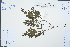  ( - Ge03048)  @11 [ ] CreativeCommons  Attribution Non-Commercial Share-Alike  Unspecified Herbarium of South China Botanical Garden