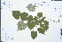  (Tilia japonica - Ge03049)  @11 [ ] CreativeCommons  Attribution Non-Commercial Share-Alike  Unspecified Herbarium of South China Botanical Garden