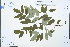  (Styphnolobium - Ge03066)  @11 [ ] CreativeCommons  Attribution Non-Commercial Share-Alike  Unspecified Herbarium of South China Botanical Garden
