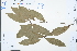  ( - Ge03075)  @11 [ ] CreativeCommons  Attribution Non-Commercial Share-Alike  Unspecified Herbarium of South China Botanical Garden