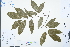  ( - Ge03080)  @11 [ ] CreativeCommons  Attribution Non-Commercial Share-Alike  Unspecified Herbarium of South China Botanical Garden