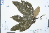  ( - Ge03081)  @11 [ ] CreativeCommons  Attribution Non-Commercial Share-Alike  Unspecified Herbarium of South China Botanical Garden