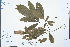  ( - Ge03089)  @11 [ ] CreativeCommons  Attribution Non-Commercial Share-Alike  Unspecified Herbarium of South China Botanical Garden