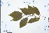  (Cerasus - Ge03103)  @11 [ ] CreativeCommons  Attribution Non-Commercial Share-Alike  Unspecified Herbarium of South China Botanical Garden