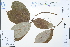 ( - Ge03118)  @11 [ ] CreativeCommons  Attribution Non-Commercial Share-Alike  Unspecified Herbarium of South China Botanical Garden