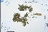 (Pourthiaea villosa - Ge03121)  @11 [ ] CreativeCommons  Attribution Non-Commercial Share-Alike  Unspecified Herbarium of South China Botanical Garden