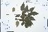  (Lindera praecox - Ge03128)  @11 [ ] CreativeCommons  Attribution Non-Commercial Share-Alike  Unspecified Herbarium of South China Botanical Garden