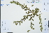  ( - Ge03149)  @11 [ ] CreativeCommons  Attribution Non-Commercial Share-Alike  Unspecified Herbarium of South China Botanical Garden