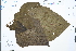  ( - Ge03151)  @11 [ ] CreativeCommons  Attribution Non-Commercial Share-Alike  Unspecified Herbarium of South China Botanical Garden