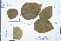  (Poliothyrsis - Ge03160)  @11 [ ] CreativeCommons  Attribution Non-Commercial Share-Alike  Unspecified Herbarium of South China Botanical Garden