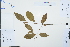  (Osmanthus - Ge03183)  @11 [ ] CreativeCommons  Attribution Non-Commercial Share-Alike  Unspecified Herbarium of South China Botanical Garden