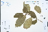  ( - Ge03188)  @11 [ ] CreativeCommons  Attribution Non-Commercial Share-Alike  Unspecified Herbarium of South China Botanical Garden
