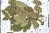 ( - Ge03190)  @11 [ ] CreativeCommons  Attribution Non-Commercial Share-Alike  Unspecified Herbarium of South China Botanical Garden