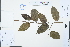  ( - Ge03205)  @11 [ ] CreativeCommons  Attribution Non-Commercial Share-Alike  Unspecified Herbarium of South China Botanical Garden