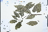  ( - Ge03223)  @11 [ ] CreativeCommons  Attribution Non-Commercial Share-Alike  Unspecified Herbarium of South China Botanical Garden