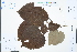  (Idesia polycarpa var. vestita - Ge03232)  @11 [ ] CreativeCommons  Attribution Non-Commercial Share-Alike  Unspecified Herbarium of South China Botanical Garden