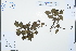  ( - Ge03253)  @11 [ ] CreativeCommons  Attribution Non-Commercial Share-Alike  Unspecified Herbarium of South China Botanical Garden
