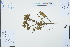  ( - Ge03255)  @11 [ ] CreativeCommons  Attribution Non-Commercial Share-Alike  Unspecified Herbarium of South China Botanical Garden