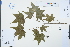  (Acer pubinerve - Ge03256)  @11 [ ] CreativeCommons  Attribution Non-Commercial Share-Alike  Unspecified Herbarium of South China Botanical Garden