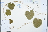  ( - Ge03257)  @11 [ ] CreativeCommons  Attribution Non-Commercial Share-Alike  Unspecified Herbarium of South China Botanical Garden