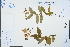  (Hypericum monogynum - Ge03260)  @11 [ ] CreativeCommons  Attribution Non-Commercial Share-Alike  Unspecified Herbarium of South China Botanical Garden