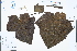  ( - Ge03276)  @11 [ ] CreativeCommons  Attribution Non-Commercial Share-Alike  Unspecified Herbarium of South China Botanical Garden
