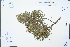  ( - Ge03286)  @11 [ ] CreativeCommons  Attribution Non-Commercial Share-Alike  Unspecified Herbarium of South China Botanical Garden