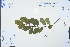  ( - Ge04548)  @11 [ ] CreativeCommons  Attribution Non-Commercial Share-Alike  Unspecified Herbarium of South China Botanical Garden