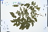  (Maackia - Ge03308)  @11 [ ] CreativeCommons  Attribution Non-Commercial Share-Alike  Unspecified Herbarium of South China Botanical Garden