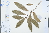  ( - Ge04550)  @11 [ ] CreativeCommons  Attribution Non-Commercial Share-Alike  Unspecified Herbarium of South China Botanical Garden