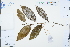  ( - Ge03325)  @11 [ ] CreativeCommons  Attribution Non-Commercial Share-Alike  Unspecified Herbarium of South China Botanical Garden
