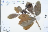  (Photinia lanuginosa - Ge03329)  @11 [ ] CreativeCommons  Attribution Non-Commercial Share-Alike  Unspecified Herbarium of South China Botanical Garden
