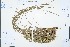  ( - Ge03346)  @11 [ ] CreativeCommons  Attribution Non-Commercial Share-Alike  Unspecified Herbarium of South China Botanical Garden
