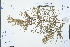  ( - Ge03356)  @11 [ ] CreativeCommons  Attribution Non-Commercial Share-Alike  Unspecified Herbarium of South China Botanical Garden
